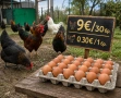 🥚 Домашни яйца от свободно отглеждани кокошки – Пловдив 🐓 , снимка 1
