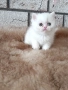 Женско котенце 🐈, снимка 5