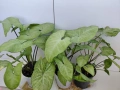 Цена 3 евро за брой! Стайно зелено нецъфтящо растение Сингониум (Syngonium) «Podophyllum», снимка 1