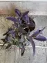 Продавам различни цветя, снимка 8