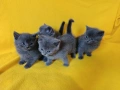 Котета - порода Руска синя котка !, снимка 12