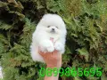 Бели мини Померани. Реални снимки !!! , снимка 11