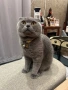 Котета Шотландски Фолд и Котета Британка Късокосместа , снимка 11