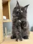 Мейн кун котенца / Мейн куун котенца / Maine coon kittens, снимка 4
