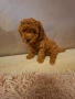 Продавам Той пудел на два месеца, снимка 1