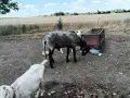 Черноглав Плевенски коч, снимка 8