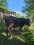 Продавам мъжко теле , снимка 2