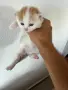 Домашни Котенца с Хигиенни Навици и Доставка до Вашия Град, снимка 5