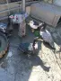 Индийски бегач, неми патици,гъски,холандска качулата,пуйки и мини кохини, снимка 13