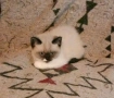 коте Регдол момиче , снимка 2