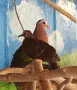 Екзотични гълъби, снимка 4