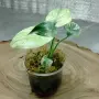 Добре вкоренена "Monstera White Monster", снимка 4