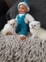 Котенца Сребърна Чинчила.Като Куклички, снимка 3