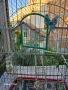 Вълнисти папагали, снимка 8