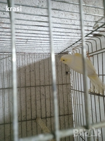 Канарчета, снимка 2 - Канари - 54036241