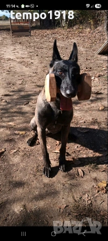 Белгийски Овчарки Малиноа, снимка 2 - Белгийска овчарка - 47358276