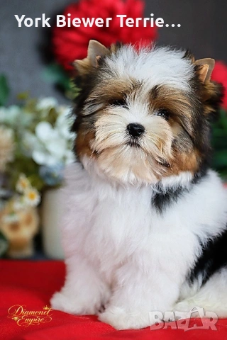 Йоркширски Териер! Момчета и момичета с родословие и доставка! , снимка 2 - Йоркширски териер - 54113289