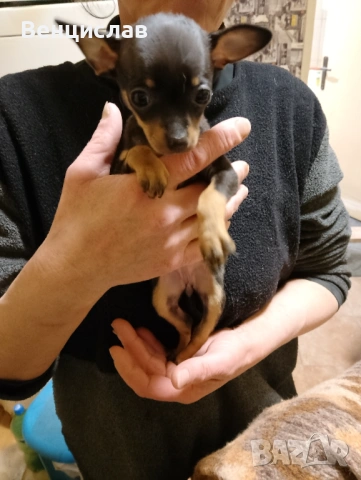 Пинчерчета мини, снимка 7 - Пинчер - 53850774