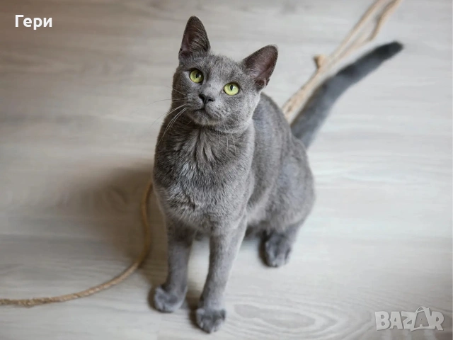 Руски сини котета , снимка 6 - Руска синя котка - 55257080