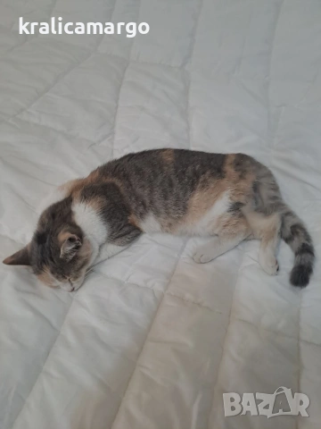 женска котка