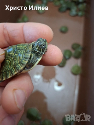 Продава жълтокоремни водни костенурки, снимка 3 - Костенурки - 54229952