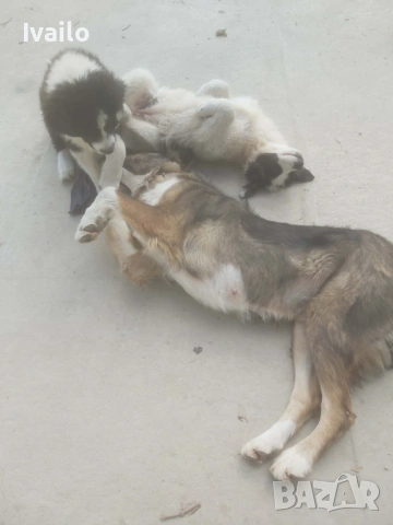 Каракачански кучанца, снимка 7 - Каракачанска овчарка - 52845236