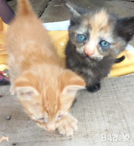 Подаряваме котета , снимка 3 - Други - 54716851