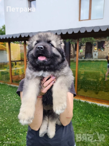 Кавказка овчарка