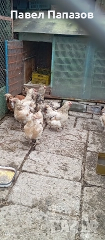 Продавам ярки амераукуана, снимка 2 - Кокошки и пуйки - 54918781