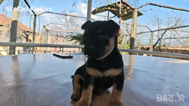  Мини пинчер , снимка 3 - Пинчер - 54158316