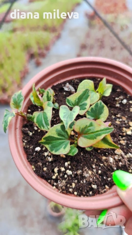 Хутиния, Houttuynia cordata, многогодишна и студоустойчива , снимка 13 - Градински цветя и растения - 54001747