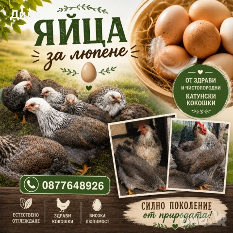 Разплодни яйца от катунски кокошки
