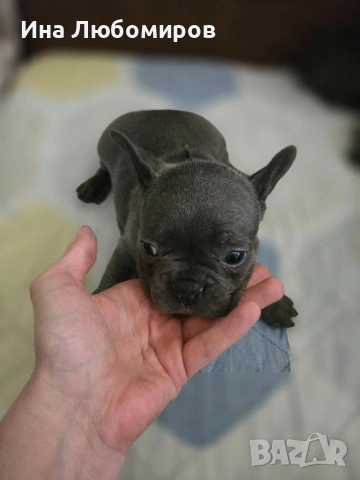 Малки сладки Френски булдочета, снимка 2 - Френски булдог - 54219170