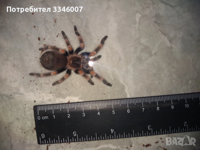 Tarantula - Продавам Тарантyли от снимите - получавате това което виждате, снимка 11 - Други - 44106536