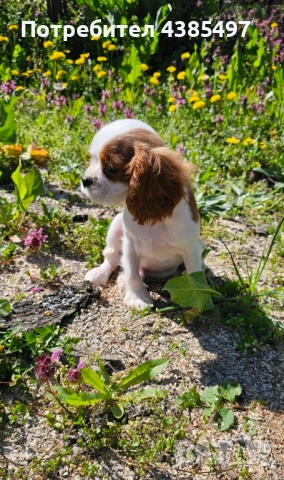 Момче кавалер Кинг Чарлз Шпаньол , снимка 3 - Кавалер кинг чарлз шпаньол - 54368055