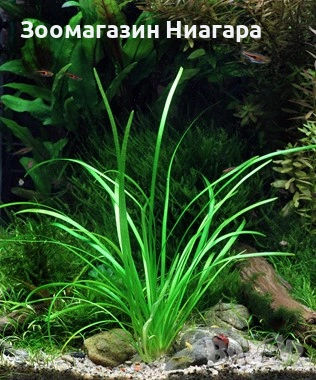 Аквариумно растение Sagittaria subulata