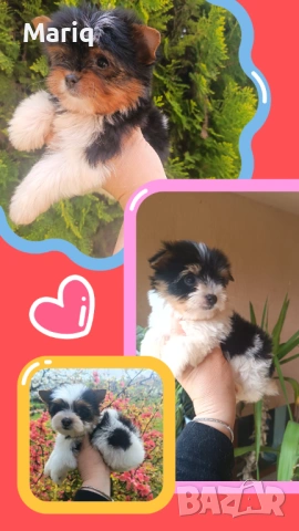 Бивер Йоркширски териер