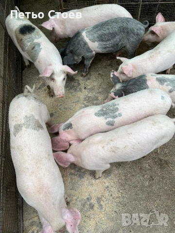 Малки прасета , снимка 2 - Прасета - 54256641