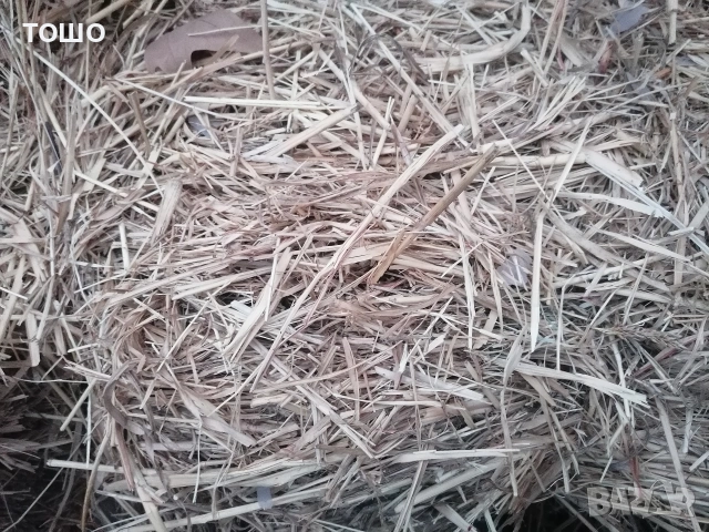 продавам бали трева , снимка 2 - Крави - 54018792