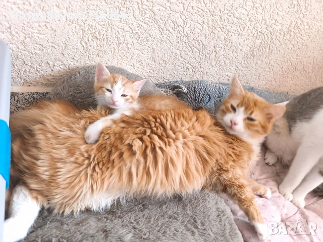 ПОДАРЯВАМ котки малки и големи, снимка 2 - Други - 54692382