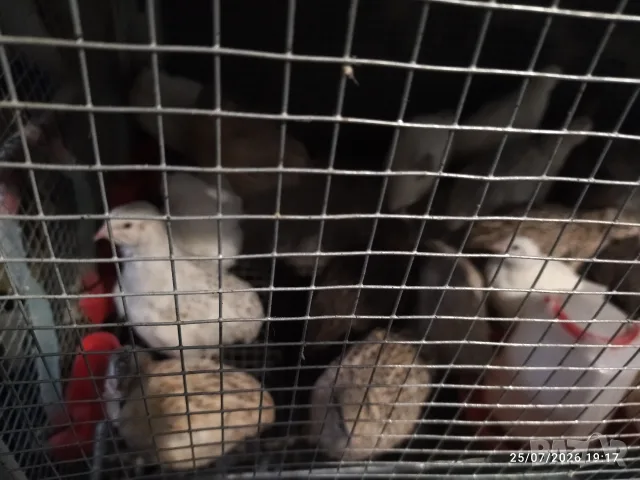 падпадъци падпадъци , снимка 2 - За птици - 55042703