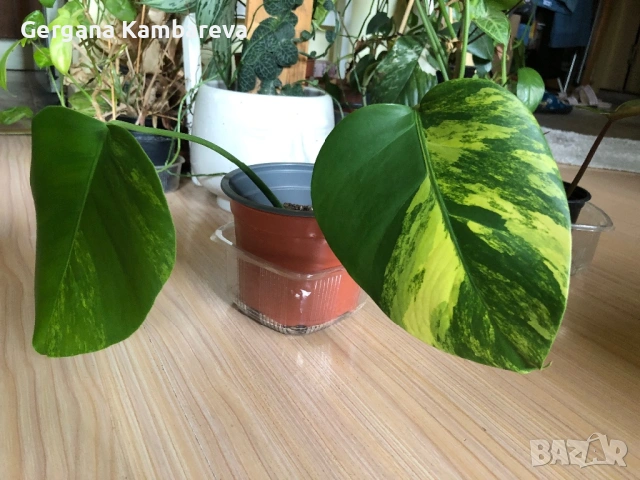 Monstera Aurea large form