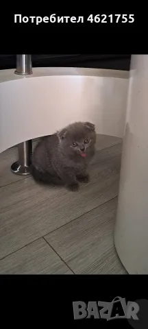 Британски котенца , снимка 2 - Британска късокосместа - 55332864