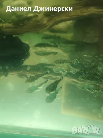 Обикновен Анцуструс 