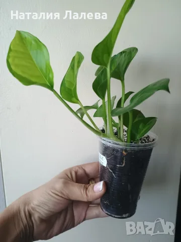 Eпипремнум, epipremnum Global Green, снимка 4 - Стайни растения - 55440592
