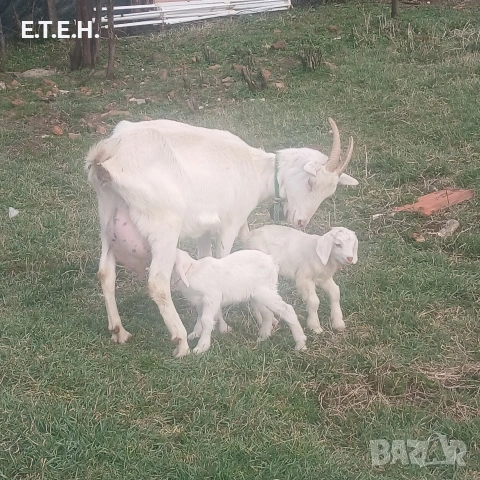 Малки ярета., снимка 3 - Кози - 53958645