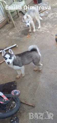 продавам кучета хъскита и Аляски , снимка 3 - Други - 54264962