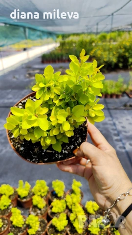 Берберис Мария, Berberis thunbergii ‘Maria'!!!, снимка 9 - Градински цветя и растения - 55016079