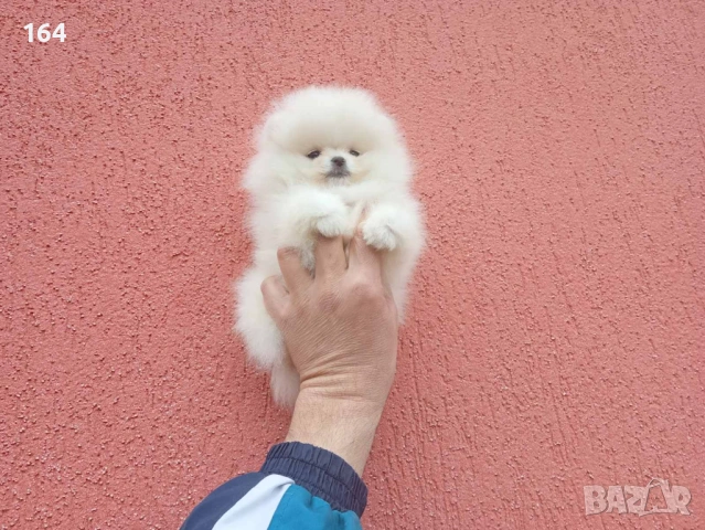 Мини Померан. Реални снимки !, снимка 3 - Померан - 54133689