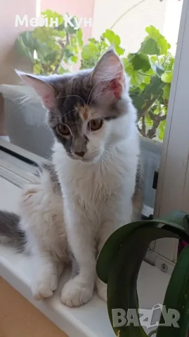 Женско коте Мейн кун